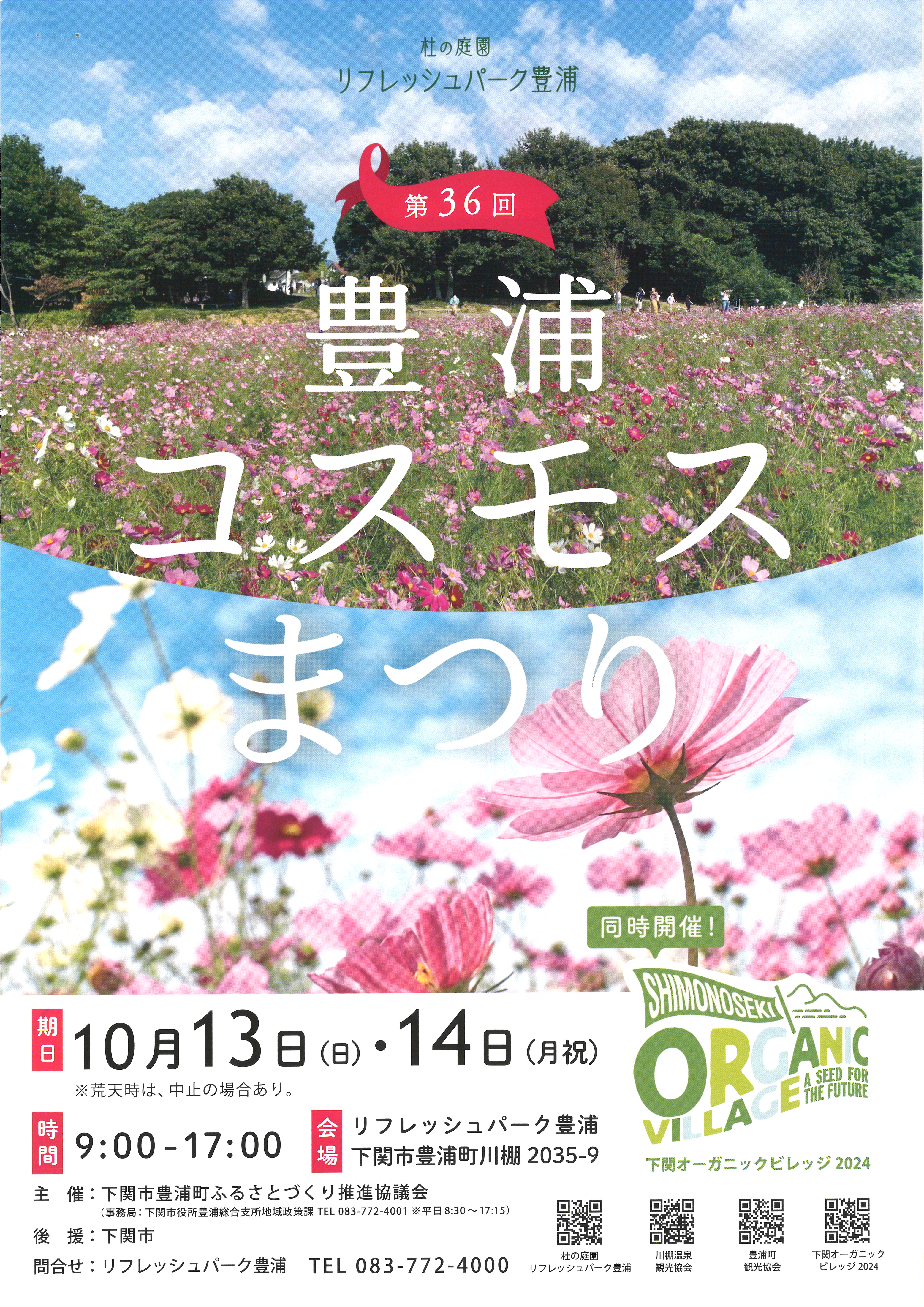 豊浦コスモス祭り